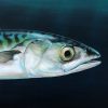 Original painting of a mackerel fish