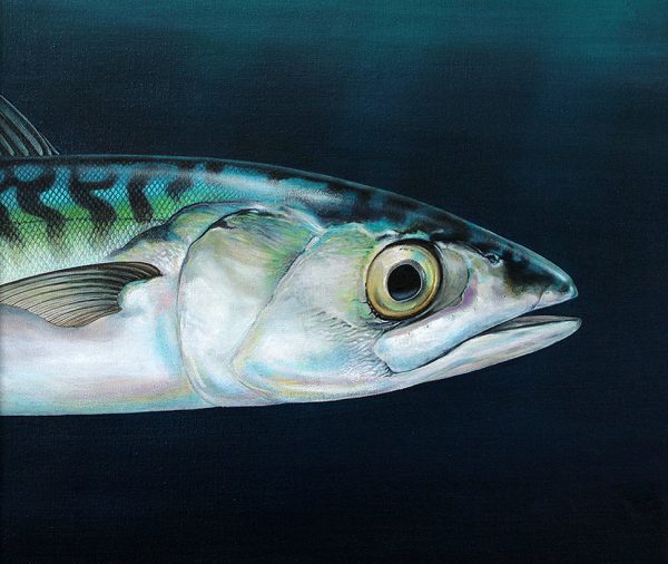 Original painting of a mackerel fish