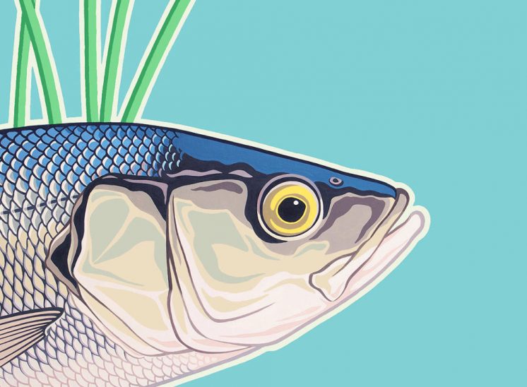 Painting of a Sea Bass fish