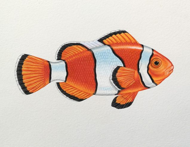 Watercolour study of a clownfish