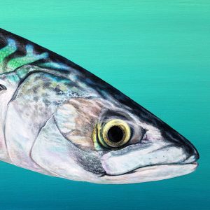 Colourful painting of a Mackerel fish