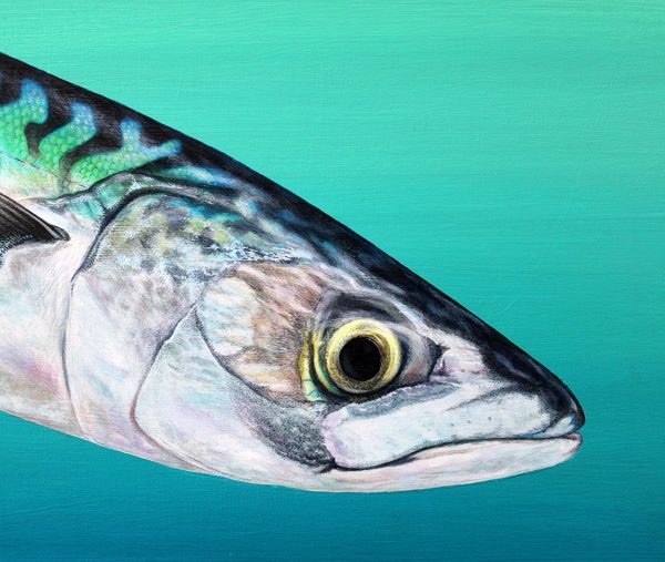 Colourful painting of a Mackerel fish