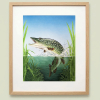 Pike painting in an oak frame
