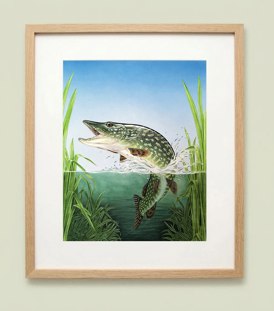 Pike painting in an oak frame