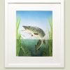 Framed painting of a Northern Pike