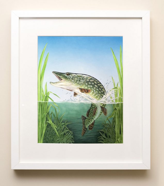 Framed painting of a Northern Pike