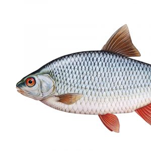 Detailed illustration of a Roach fish