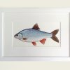 Painting of a Common Roach in a picture frame