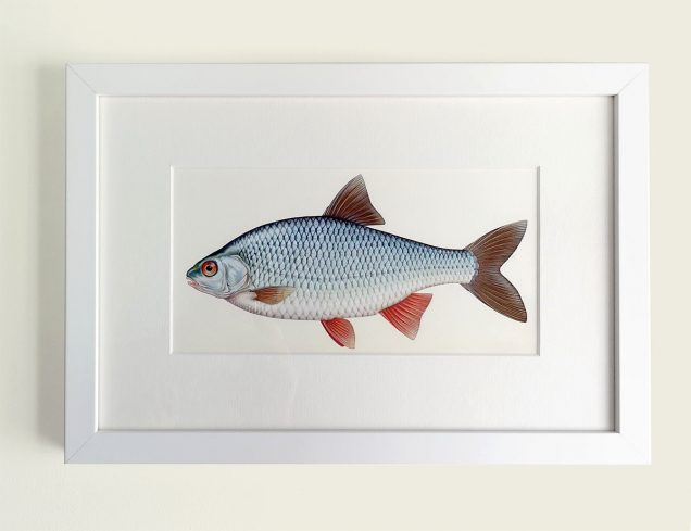 Painting of a Common Roach in a picture frame