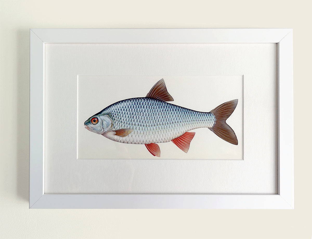 Painting of a Common Roach in a picture frame