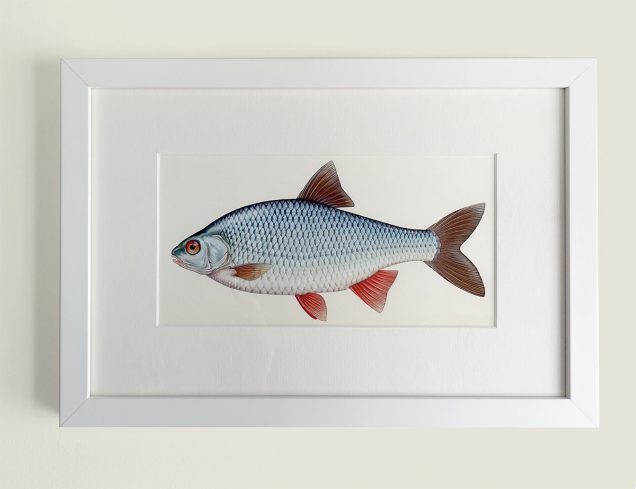 Painting of a Common Roach in a picture frame