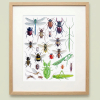 Framed painting of insects