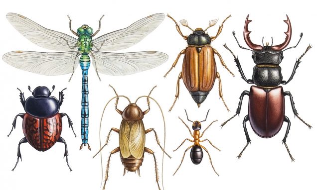 Close up view insect illustration.