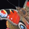 Close up detail of peacock painting