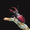 Original painting of a stag beetle