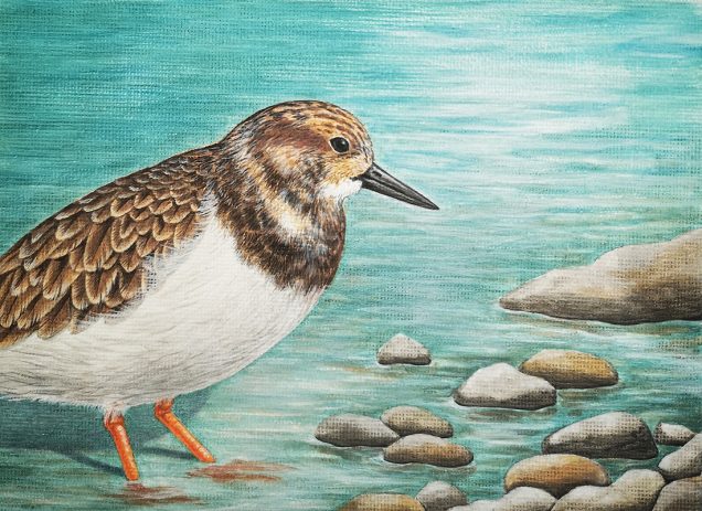 Original painting of a Turnstone