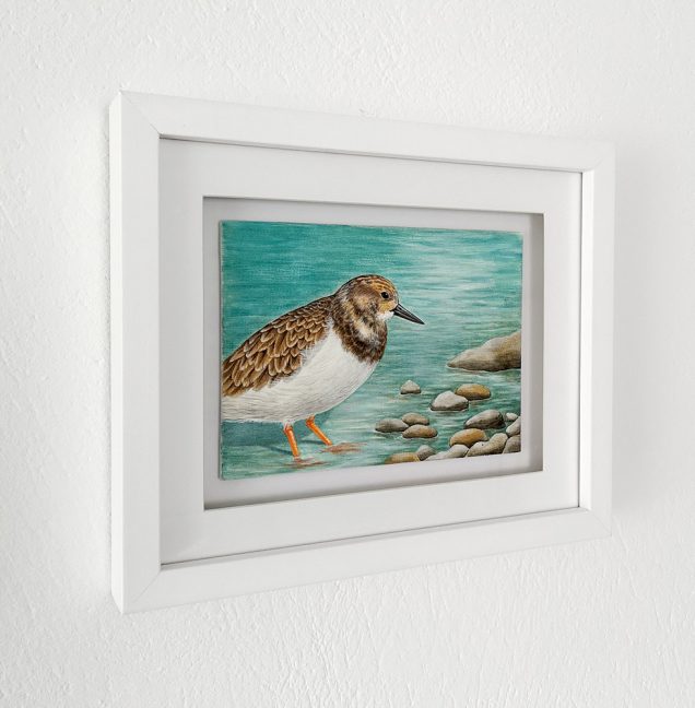 Framed painting of a Turnstone