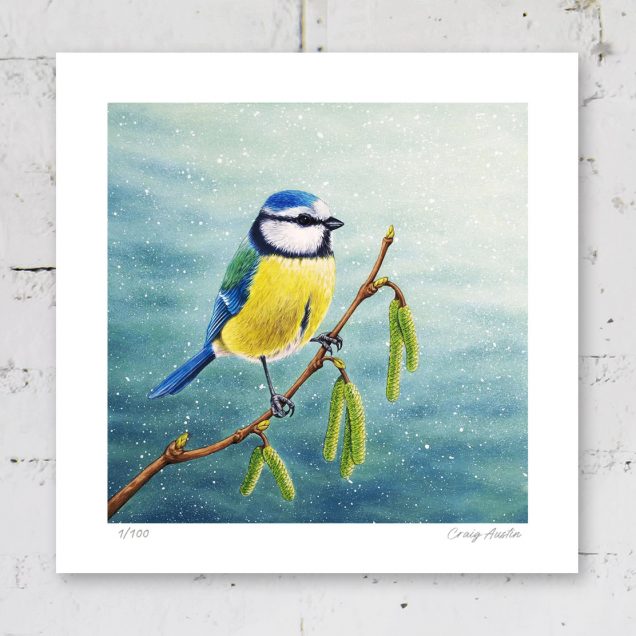 Signed limited edition of blue tit print