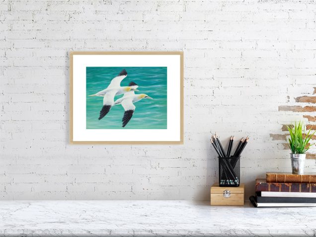 Print of a gannets in an oak picture frame and white mount