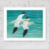 Signed limited edition of a gannet print