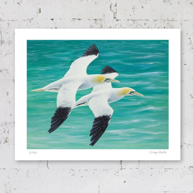Signed limited edition of a gannet print
