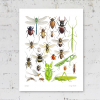 Insect poster signed print