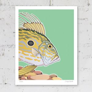 John Dory Print