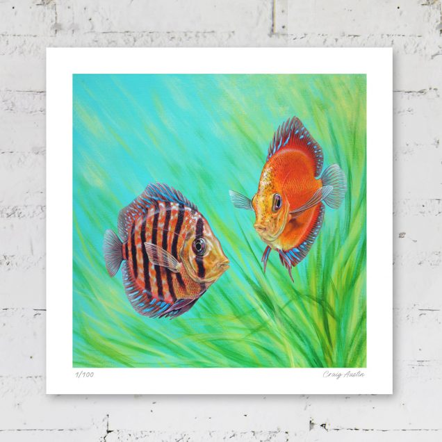 Signed print of discus fish
