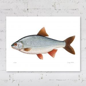 Illustration of a roach