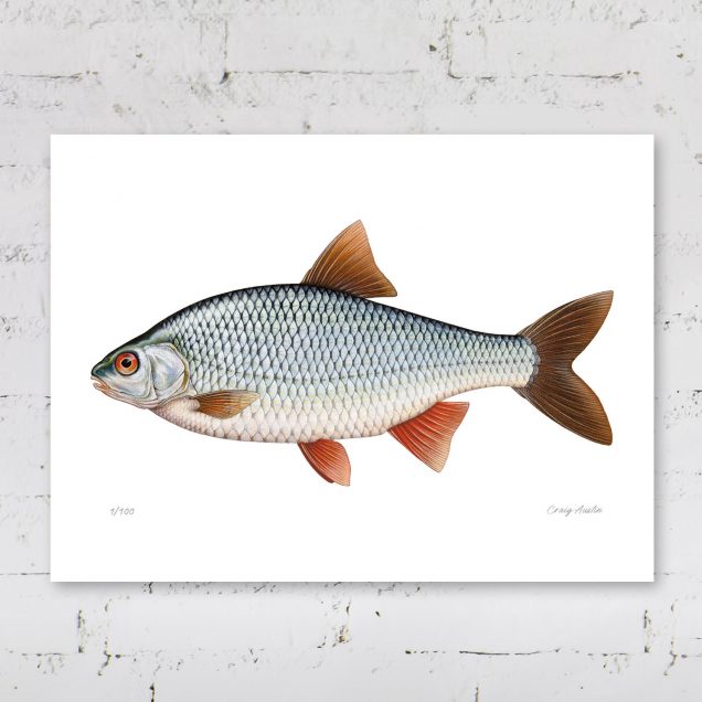 Illustration of a roach