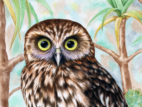 Painting of a More Pork owl