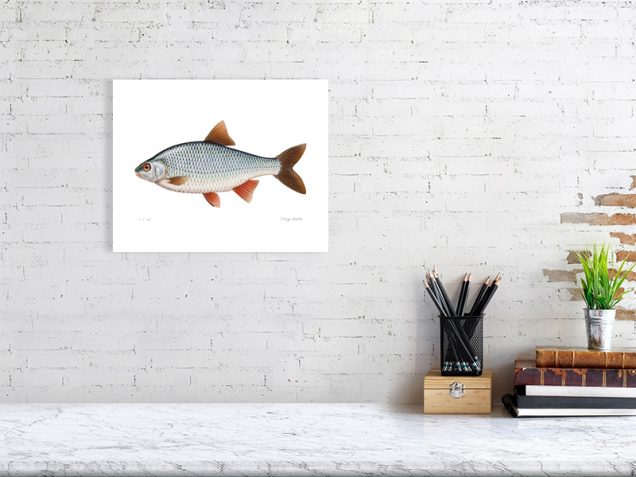 Signed limited edition print of roach fish