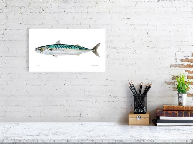 Limited edition of mackerel print