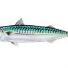 Mackerel illustration in watercolour