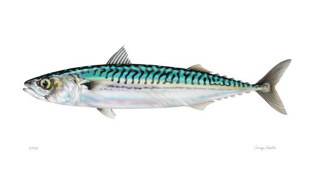 Mackerel illustration in watercolour