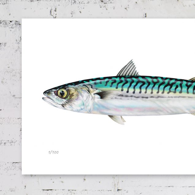 Mackerel illustration