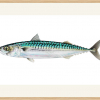 Mackerel illustration in an oak frame