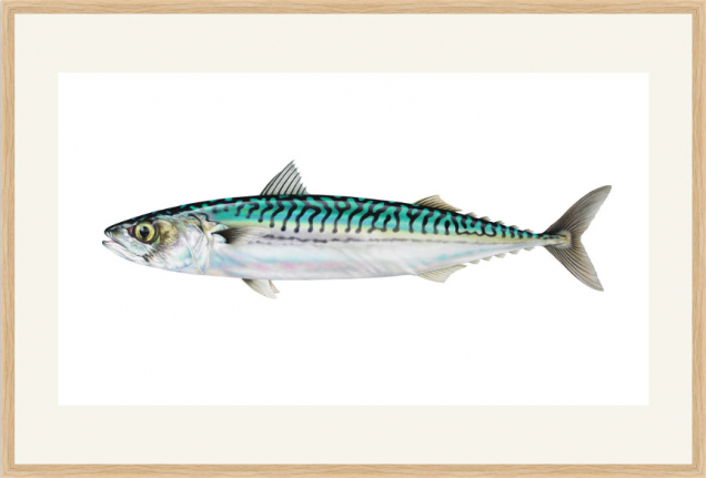 Mackerel illustration in an oak frame