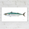 Signed print of a mackerel illustration
