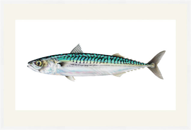Mackerel illustration in a white frame