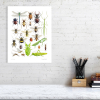 Limited edition print of insects