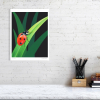 Signed limited edition print of a ladybird