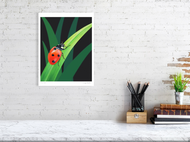 Signed limited edition print of a ladybird