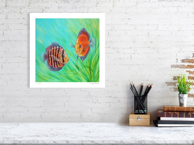 Limited edition print of discus fish