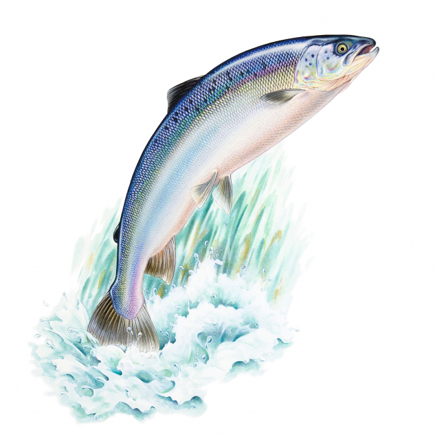 Original leaping salmon painting
