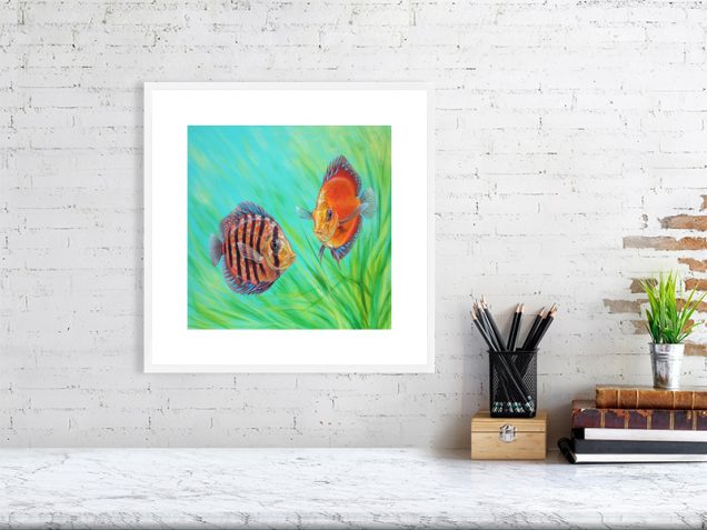 Discus fish print in a white frame