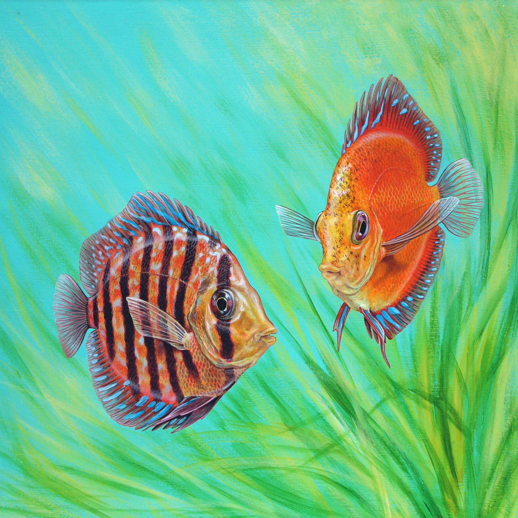 Original painting of discus fish