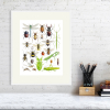Insect poster in a white frame