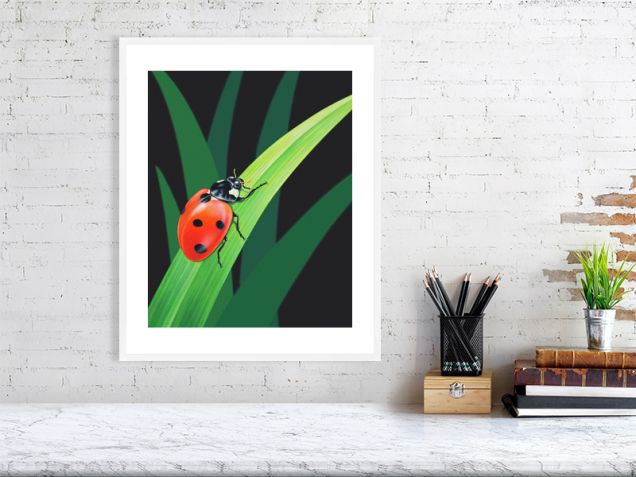 Ladybird print in a white frame