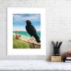 Chough print in white frame
